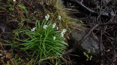 三柱韭Allium trifurcatum