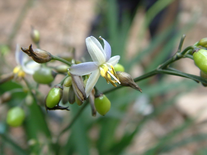 山菅兰Dianella ensifolia 山菅兰Dianella ensifolia