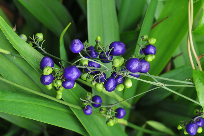 山菅兰Dianella ensifolia 山菅兰Dianella ensifolia