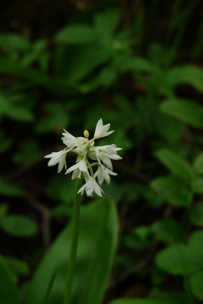 七筋姑Clintonia udensis 七筋姑Clintonia udensis