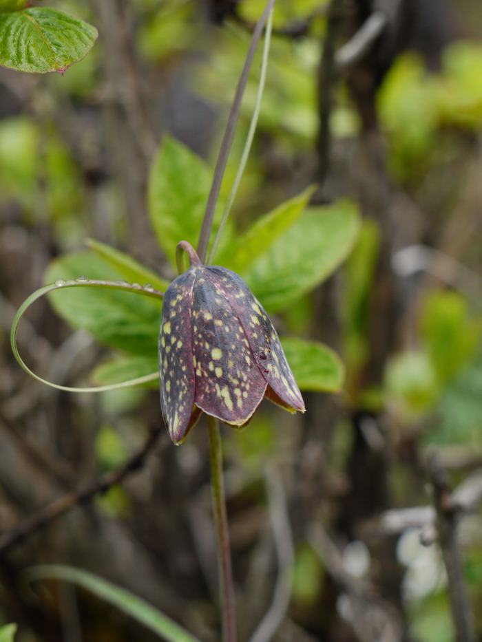 川贝母Fritillaria cirrhosa 川贝母Fritillaria cirrhosa