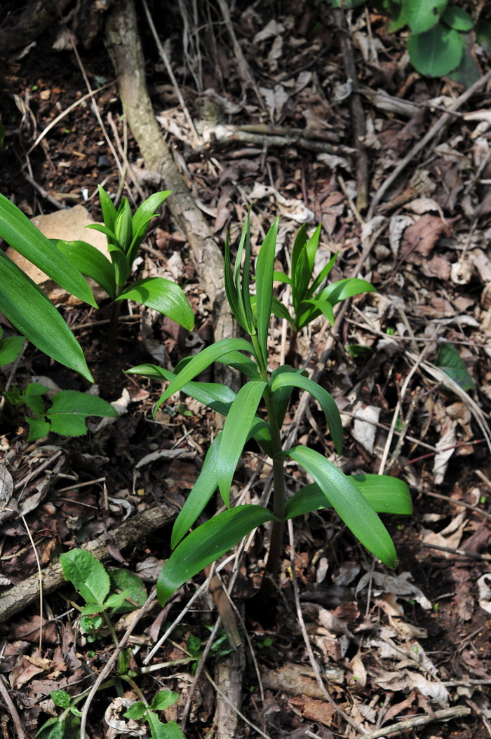 天目贝母Fritillaria monantha