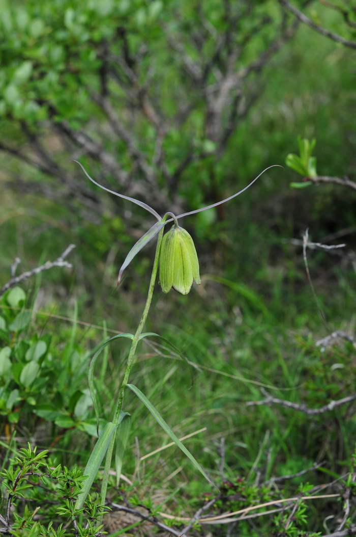 太白贝母Fritillaria taipaiensis 太白贝母Fritillaria taipaiensis