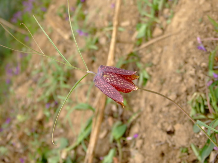 平贝母Fritillaria ussuriensis 平贝母Fritillaria ussuriensis