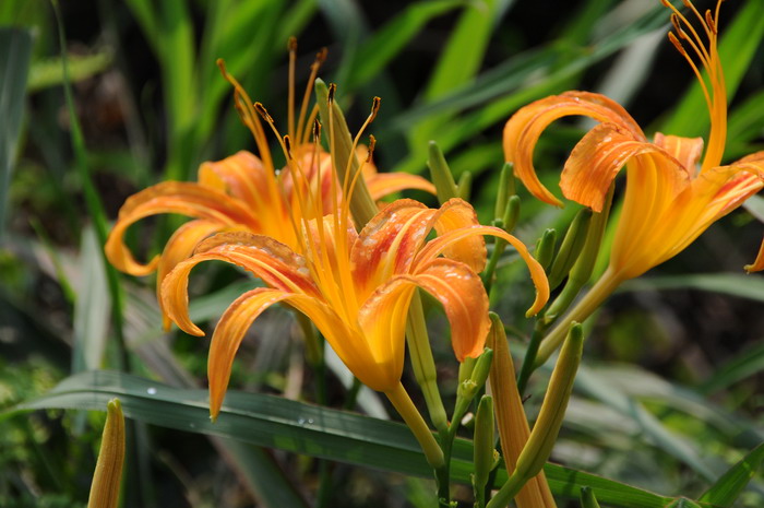 萱草Hemerocallis fulva 萱草Hemerocallis fulva