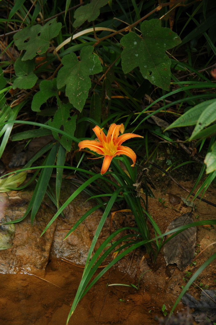 萱草Hemerocallis fulva
