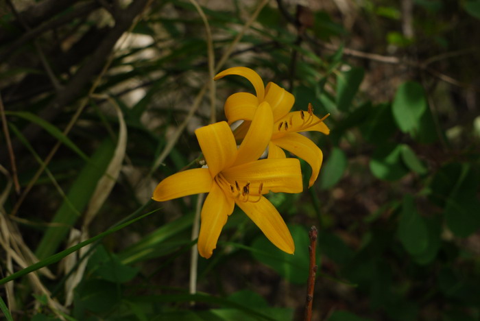 小黄花菜Hemerocallis minor 小黄花菜Hemerocallis minor