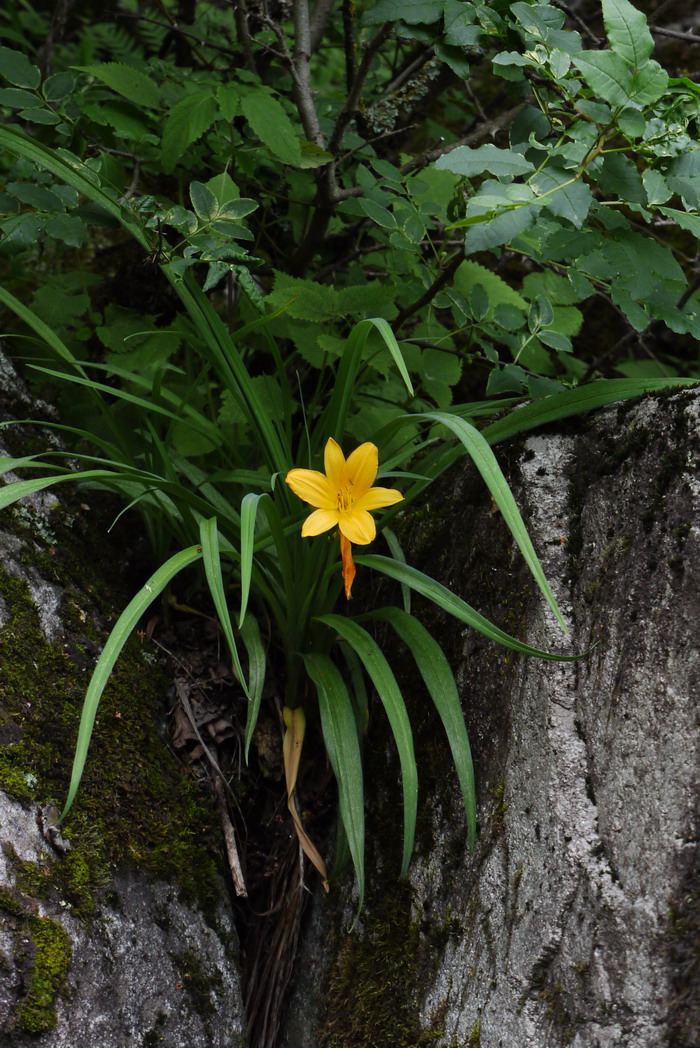 小黄花菜Hemerocallis minor 小黄花菜Hemerocallis minor