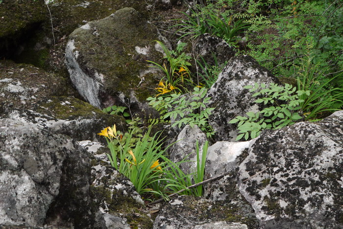 小黄花菜Hemerocallis minor