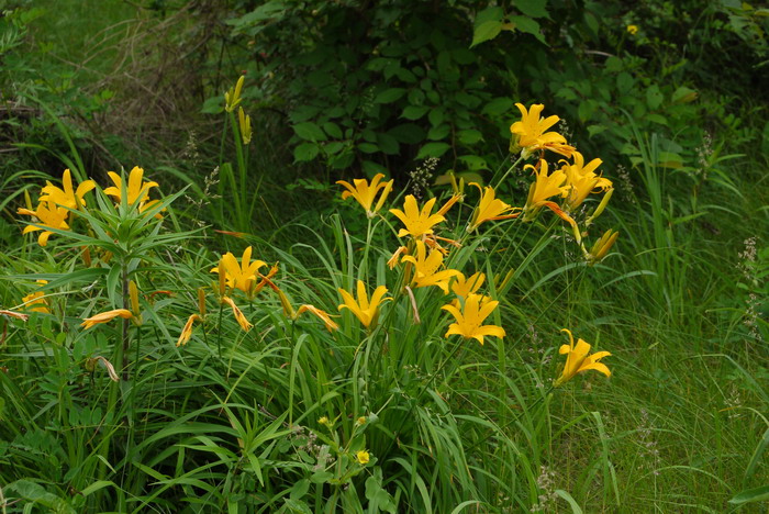 北黄花菜Hemerocallis lilioasphodelus 北黄花菜Hemerocallis lilioasphodelus