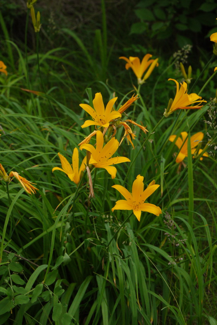 北黄花菜Hemerocallis lilioasphodelus 北黄花菜Hemerocallis lilioasphodelus