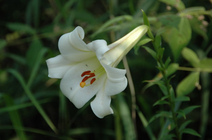 野百合Lilium brownii