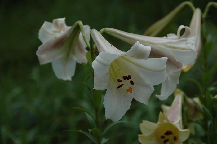 野百合Lilium brownii 野百合Lilium brownii