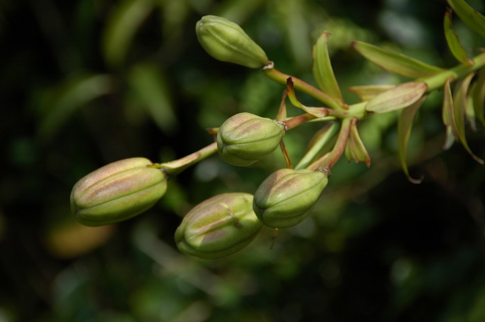 野百合Lilium brownii