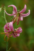 松叶百合Lilium cernuum
