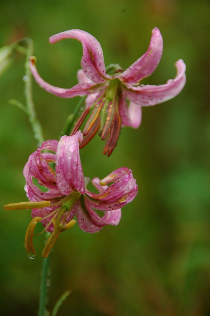 松叶百合Lilium cernuum 松叶百合Lilium cernuum
