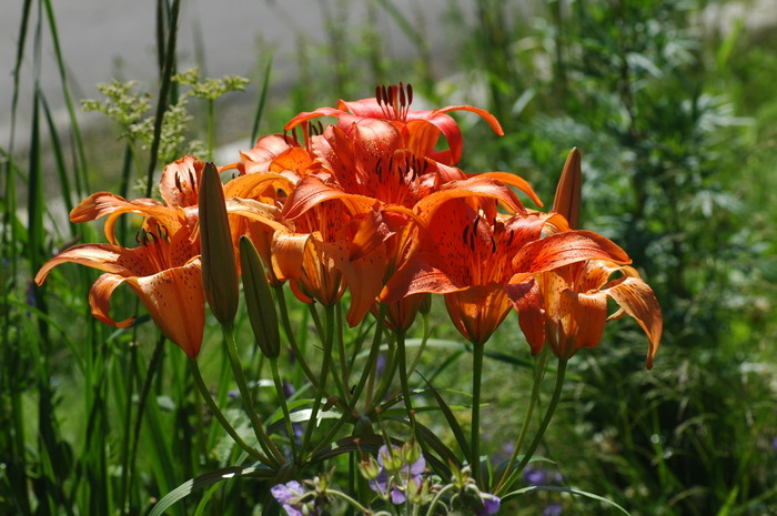 毛百合Lilium dauricum 毛百合Lilium dauricum