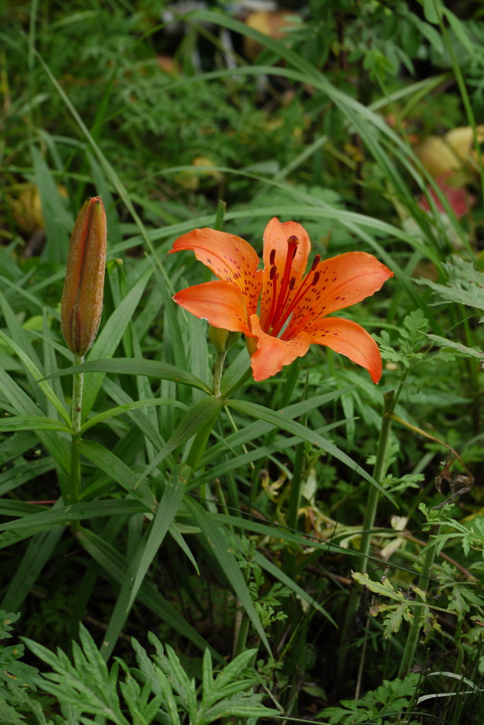 毛百合Lilium dauricum