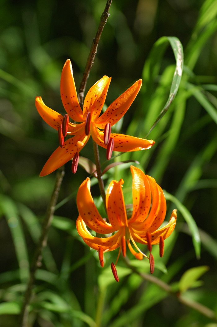 东北百合Lilium distichum 东北百合Lilium distichum