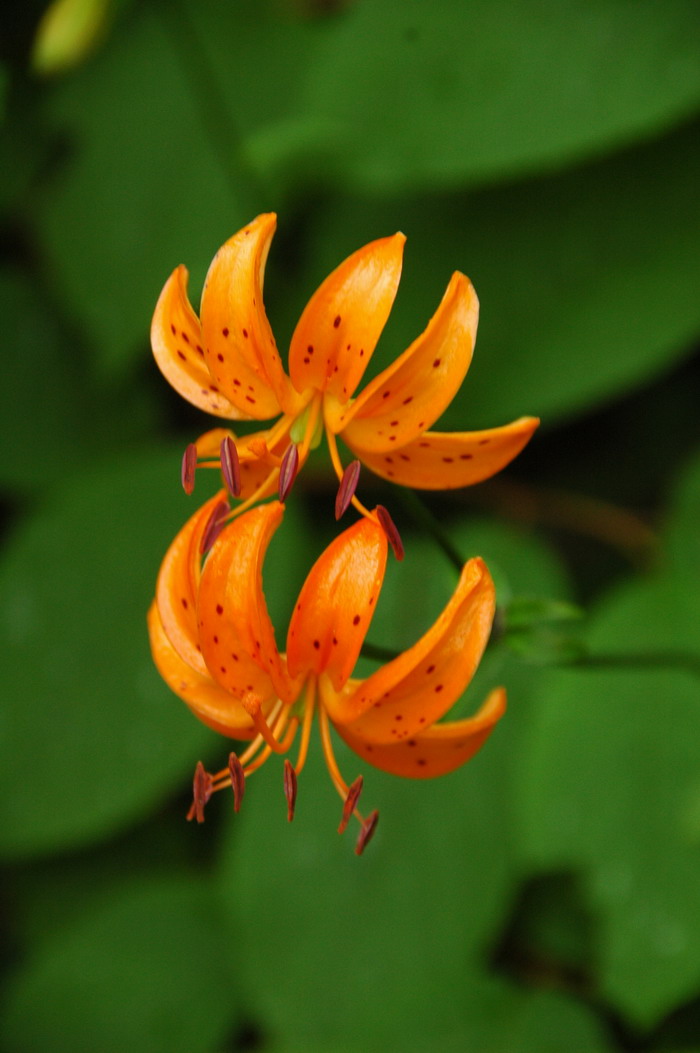 东北百合Lilium distichum 东北百合Lilium distichum