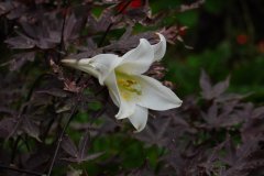 台湾百合Lilium formosanum