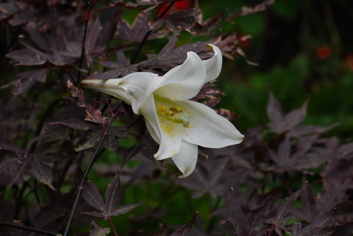 台湾百合Lilium formosanum 台湾百合Lilium formosanum