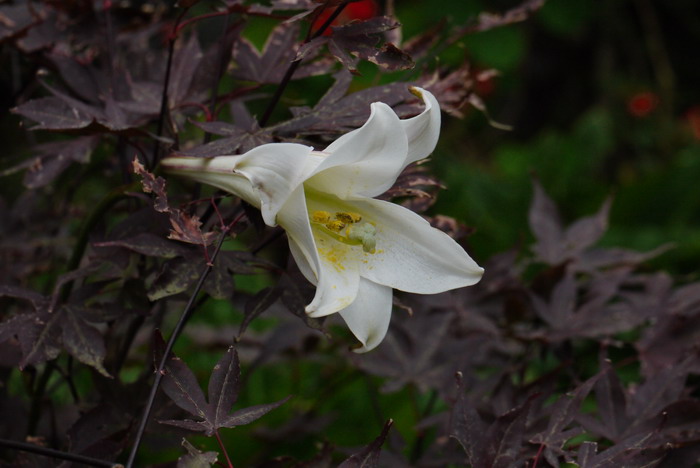 台湾百合Lilium formosanum