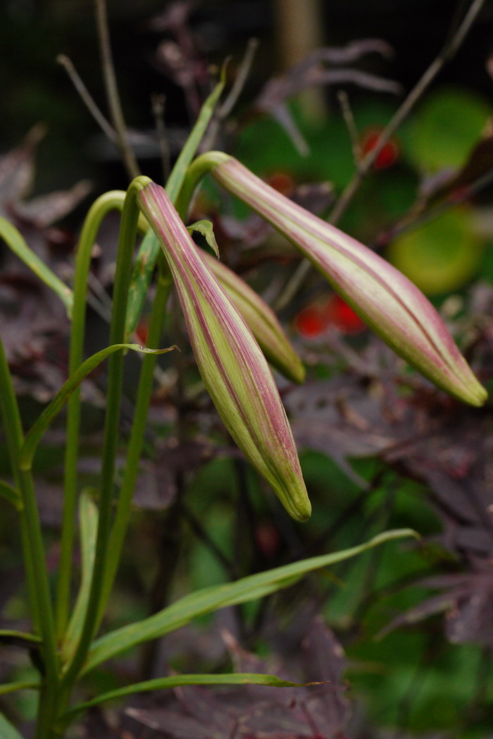 台湾百合Lilium formosanum