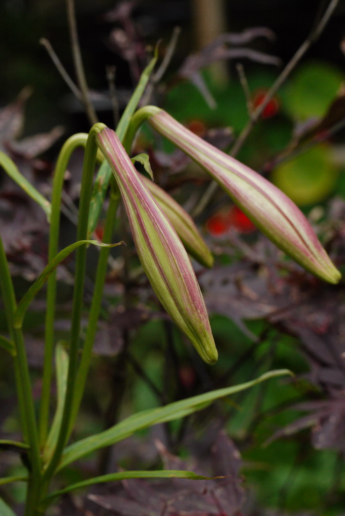 台湾百合Lilium formosanum 台湾百合Lilium formosanum