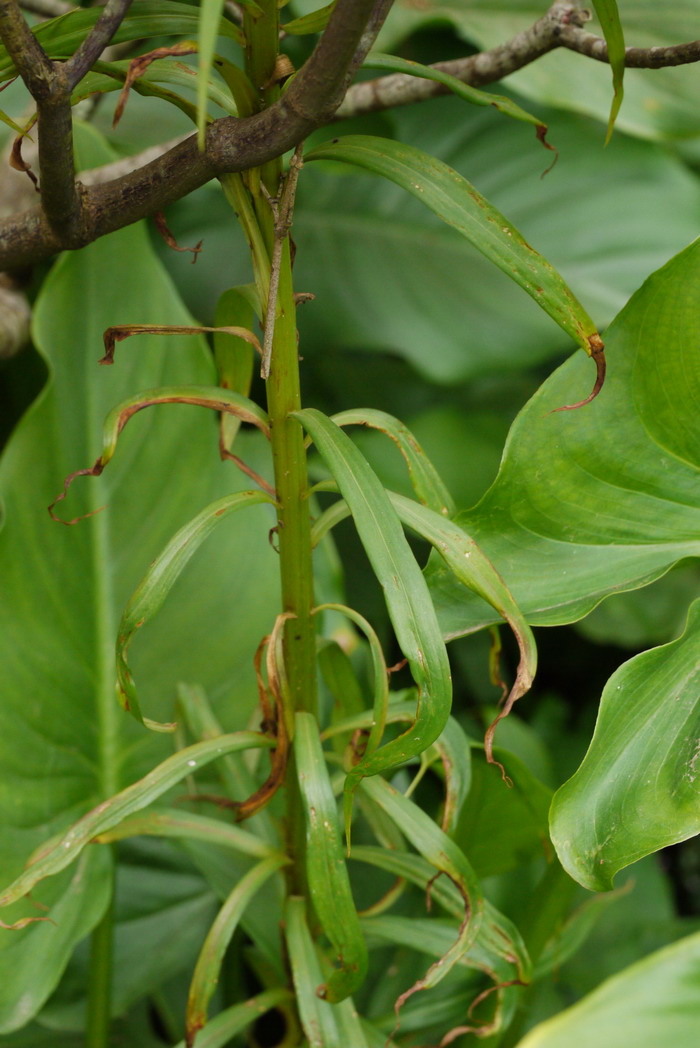 台湾百合Lilium formosanum