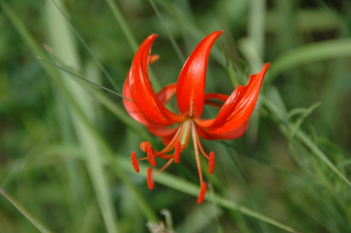 山丹Lilium pumilum 山丹Lilium pumilum