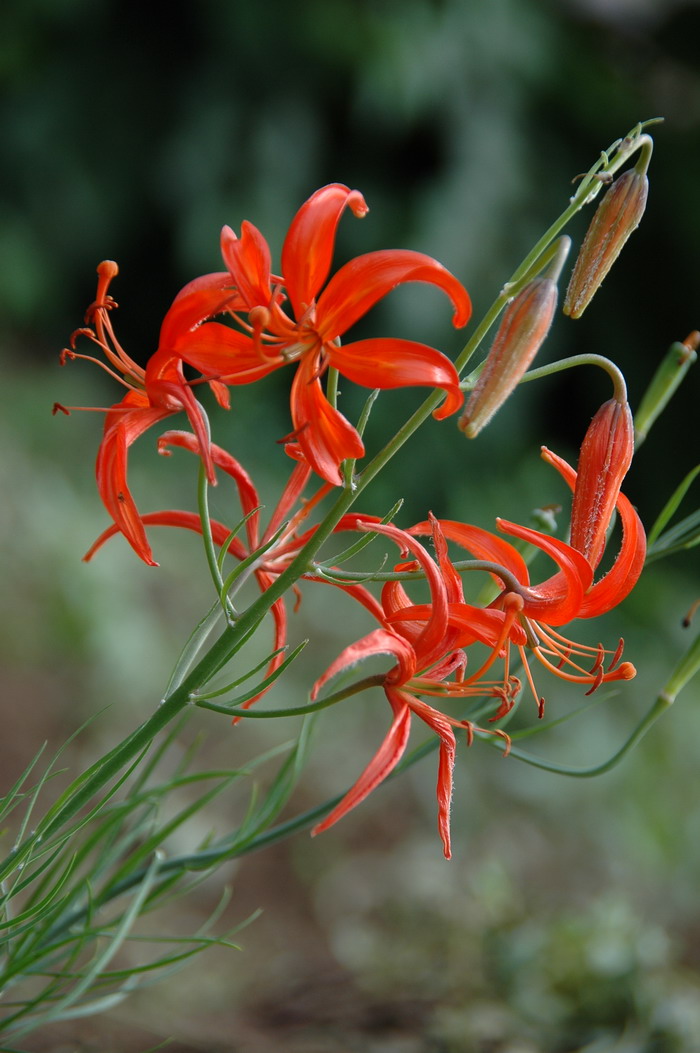 山丹Lilium pumilum 山丹Lilium pumilum