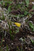 尖果洼瓣花Lloydia oxycarpa