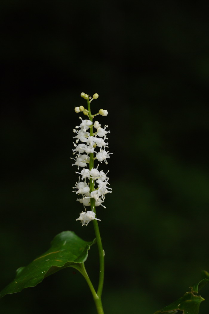 舞鹤草 Maianthemum bifolium 舞鹤草 Maianthemum bifolium