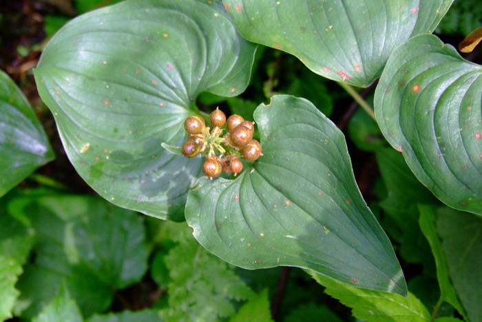 舞鹤草 Maianthemum bifolium