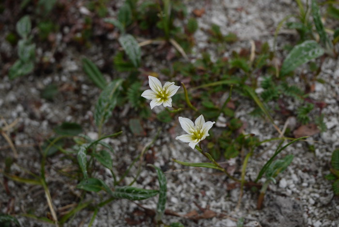 洼瓣花Lloydia serotina 洼瓣花Lloydia serotina