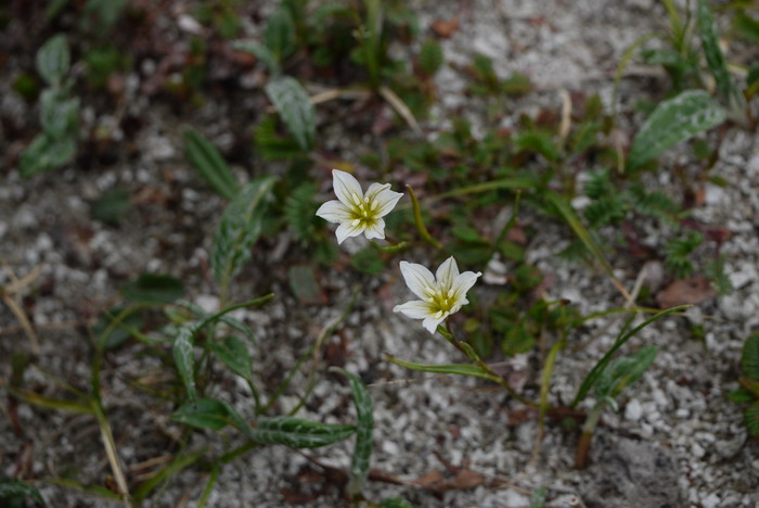 洼瓣花Lloydia serotina