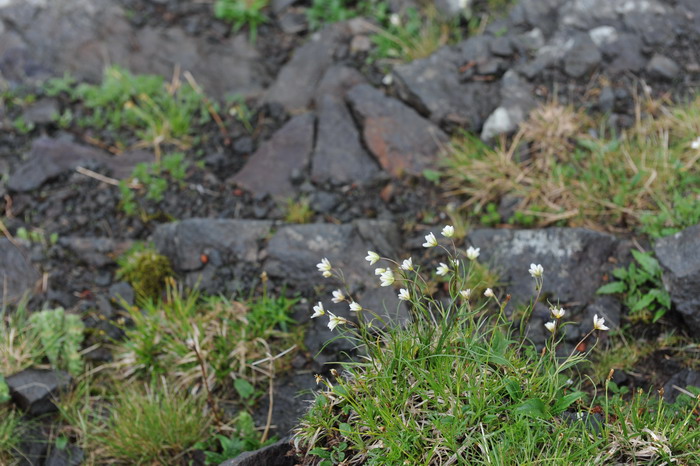 洼瓣花Lloydia serotina