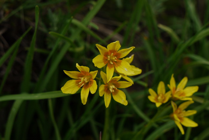 西藏洼瓣花Lloydia tibetica