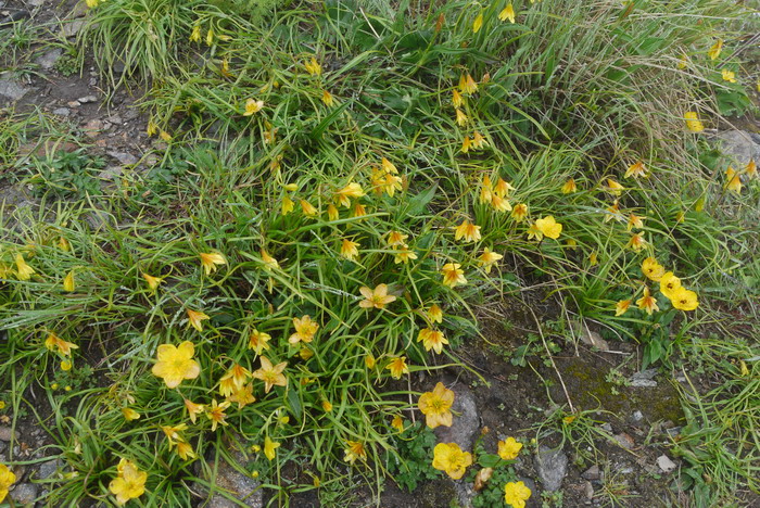 西藏洼瓣花Lloydia tibetica