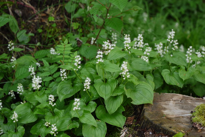舞鹤草 Maianthemum bifolium 舞鹤草 Maianthemum bifolium