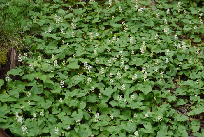 舞鹤草 Maianthemum bifolium 舞鹤草 Maianthemum bifolium