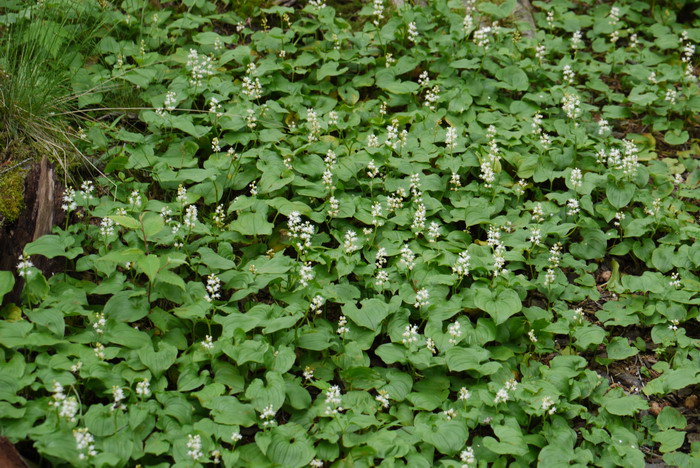 舞鹤草 Maianthemum bifolium