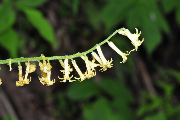 管花鹿药Maianthemum henryi 管花鹿药Maianthemum henryi