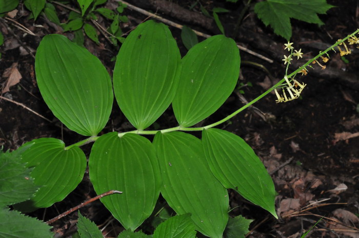 管花鹿药Maianthemum henryi