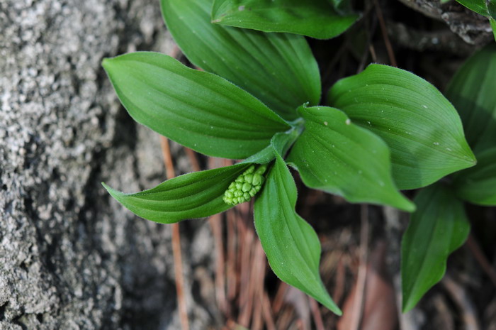 鹿药Maianthemum japonicum 鹿药Maianthemum japonicum