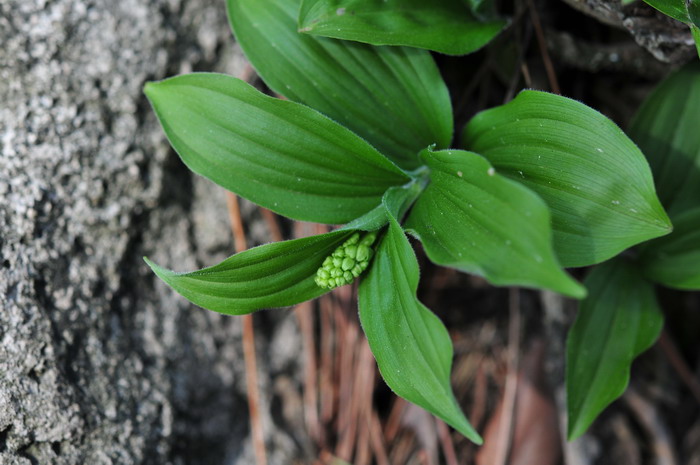 鹿药Maianthemum japonicum