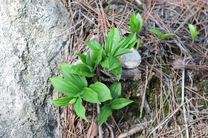 鹿药Maianthemum japonicum