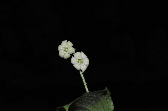 合瓣鹿药Maianthemum tubiferum 合瓣鹿药Maianthemum tubiferum