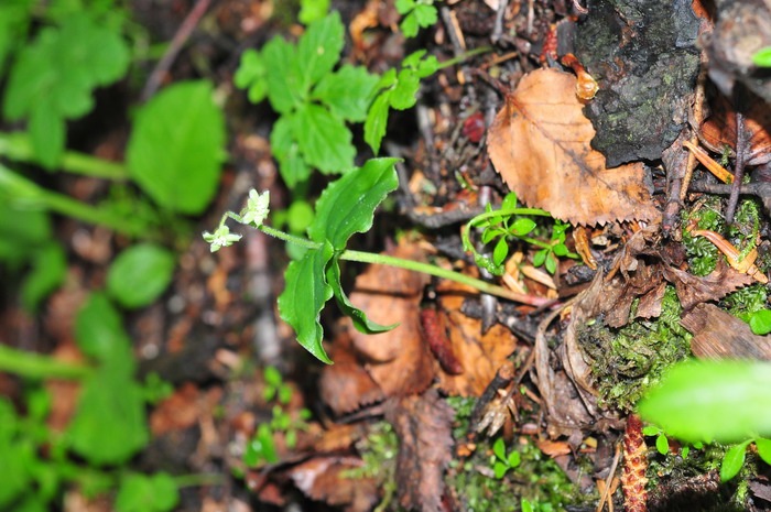 合瓣鹿药Maianthemum tubiferum